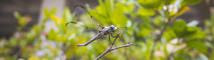 Dragonfly on a branch