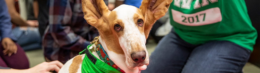 Dog wearing a UWF bandana