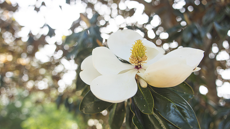 A magnolia tree flower.