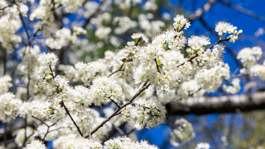 Close up view of a bee flying through white flowers of a blossoming tree.