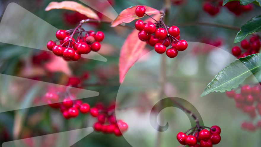 Berry plant on the UWF Pensacola campus.