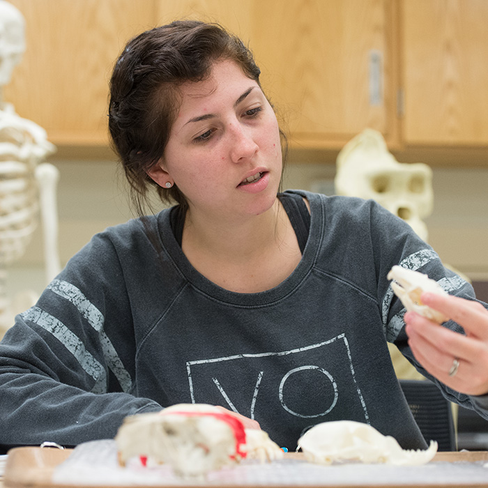 anthropology student examining artifacts