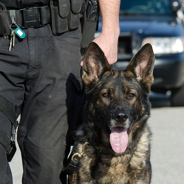 a military police German Shepard with its handler