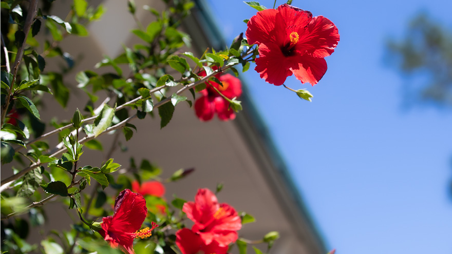 Flowers on the UWF Campus Outside of Building 12