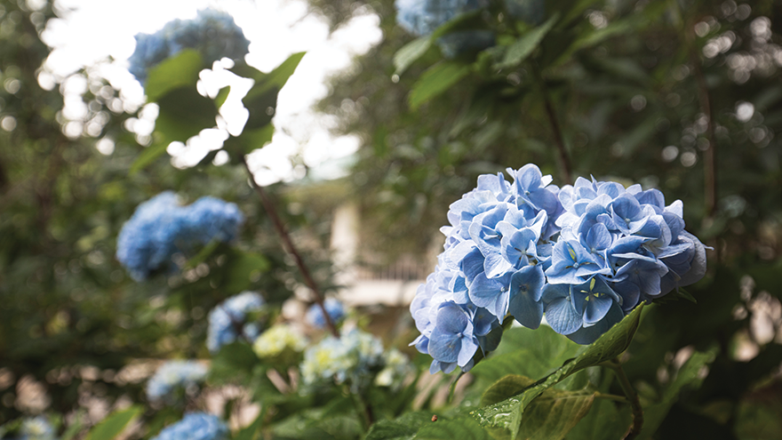 A blooming blue flower on a leafy plant.