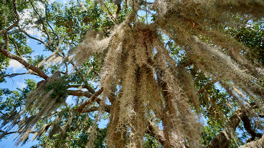 Spanish Moss hanging from a trees on the UWF Pensacola campus.