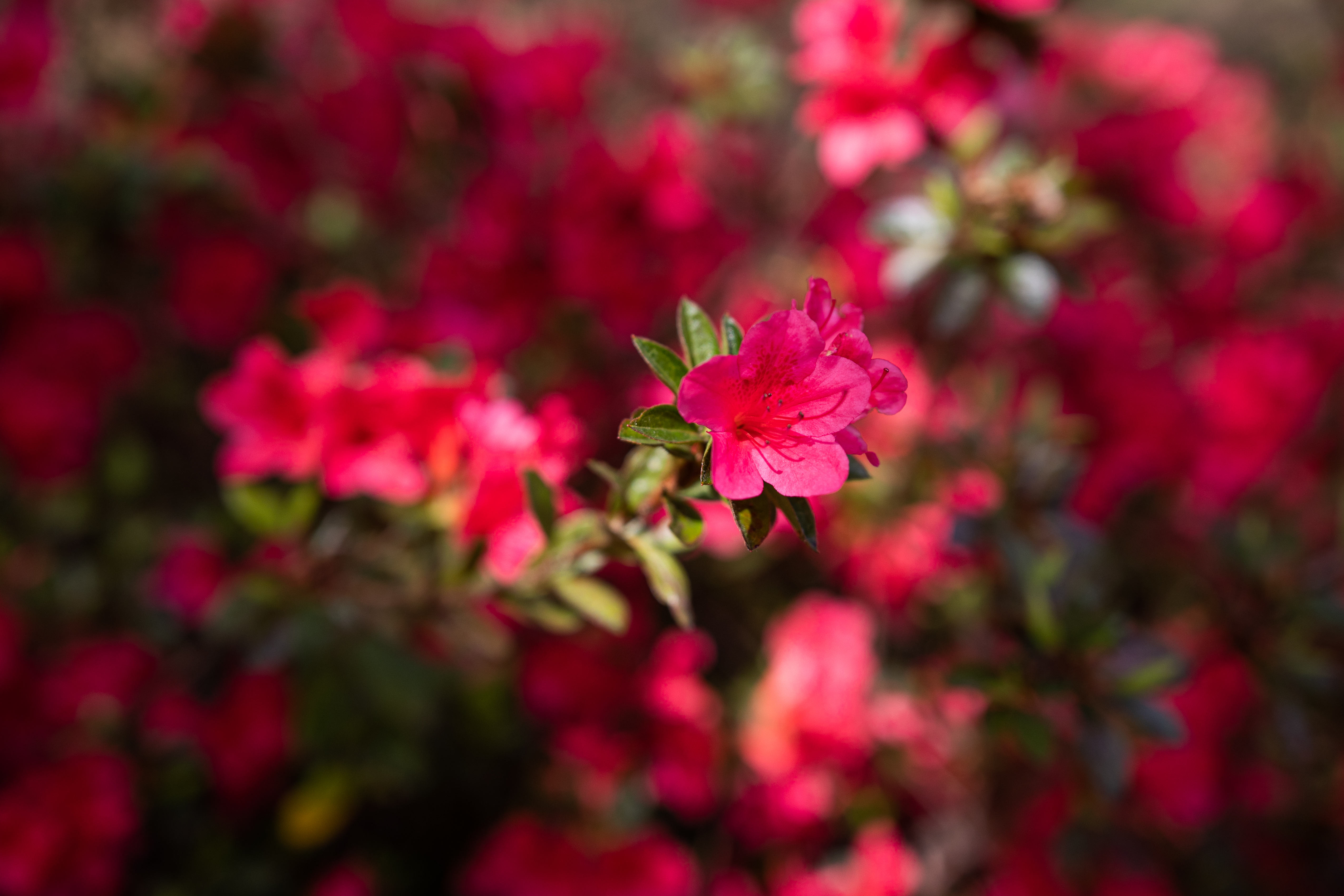 Red Camellia Flower in UWF Garden