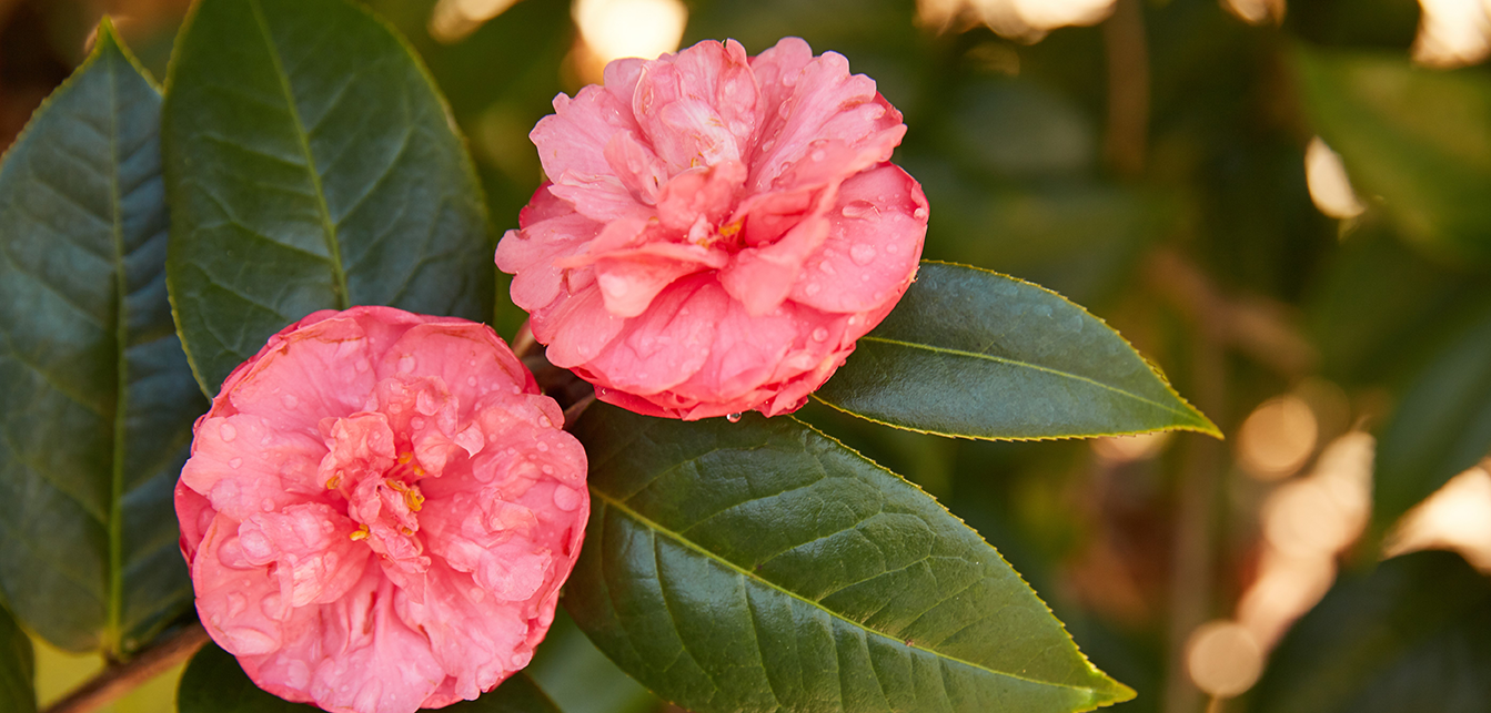 A close up image of a pink camellia flower