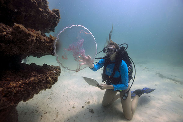 marine biology student underwater with scuba gear examining a local jellyfish